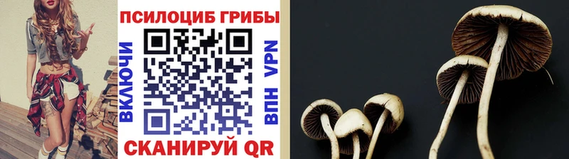 даркнет сайт Нолинск Галлюциногенные грибы Psilocybine cubensis
